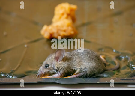 Le rat noir colle sur le plateau sur le sol. Banque D'Images
