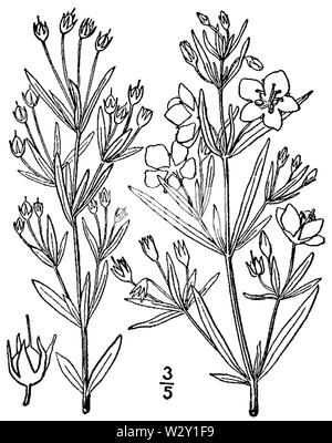 Lysimachia quadriflora BB-1913 Banque D'Images