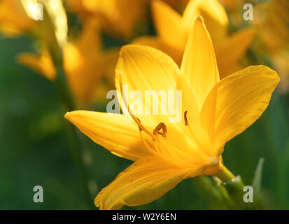 Macro photo de belles fleurs de lis jaune hemerocallis chaude soirée coucher du soleil la lumière de jardin d'été. Banque D'Images