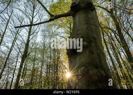 Jlang puissant au printemps forêt avec sunstar, Schleswig-Holstein Banque D'Images