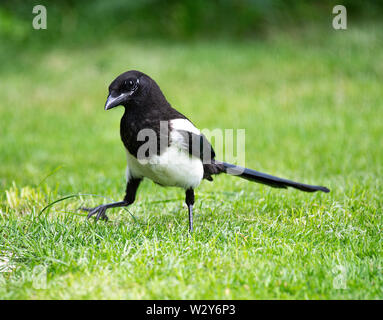 Une Pie se pavaner sur une pelouse à la recherche de nourriture dans un jardin en Alsager Cheshire England Royaume-Uni UK Banque D'Images