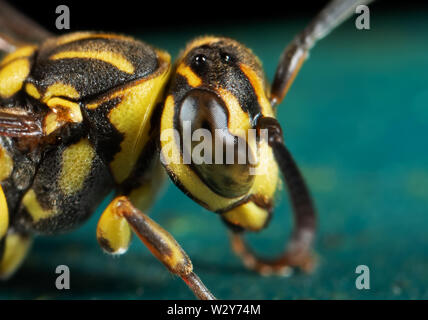 La macro photographie de guêpe sur marbre Turquoise Banque D'Images