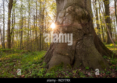 Jlang puissant au printemps forêt avec sunstar, Schleswig-Holstein Banque D'Images