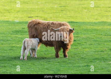 Vache Highland veau veau et avec l'alimentation de la mère. Région des Highlands, Ecosse Banque D'Images