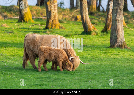 Vache veau Highland et le pâturage avec les troncs des arbres en arrière-plan, la région des Highlands, Ecosse Banque D'Images