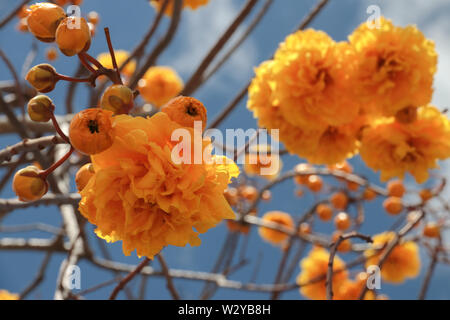 Une branche avec des fleurs jaune vif terry et ant tree auraa Tabebuia contre un ciel bleu sur une journée ensoleillée. Orange fleurs botaniques rares de l'Americ Banque D'Images