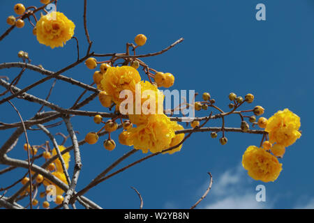 Les fleurs doubles jaune sur les branches de l'arbre ant Tabebuia aurea contre le ciel bleu. Belles plantes de l'Amérique latine, de Cuba, du Paraguay Banque D'Images