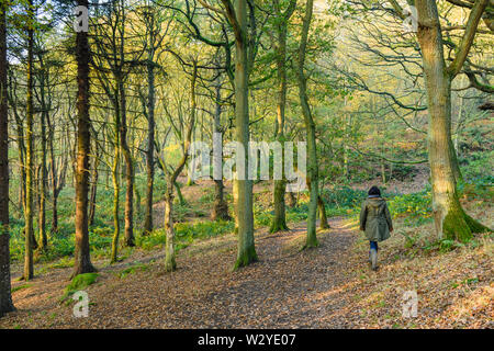 En automne, femme marche d'arbres dans un quartier calme ensoleillée panoramique de bois, recouvert de feuilles mortes - Middleton Woods, Ilkley, West Yorkshire, Angleterre, Royaume-Uni. Banque D'Images