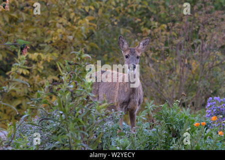 Le chevreuil, femme au jardin, parc naturel Munden, Basse-Saxe, Allemagne, (Capreolus capreolus) Banque D'Images