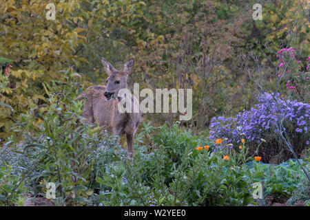 Le chevreuil, femme au jardin, parc naturel Munden, Basse-Saxe, Allemagne, (Capreolus capreolus) Banque D'Images