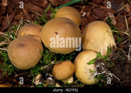 Vesse-de-loup en forme de poire, la fructification (Lycoperdon pyriforme), Banque D'Images