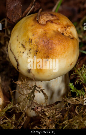 Russula, puant (Russula foetens) Banque D'Images
