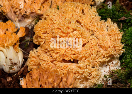 Orange corail champignon, (Ramaria largentii) Banque D'Images