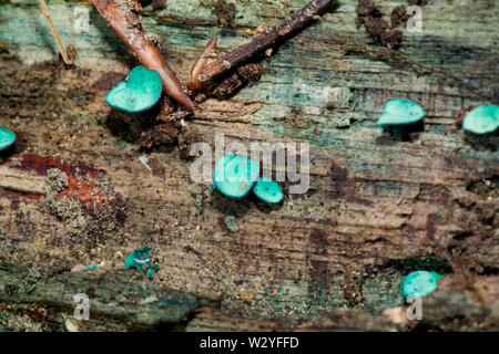 L'elfcup vert, le bois vert Chlorociboria aeruginascens (coupe) Banque D'Images