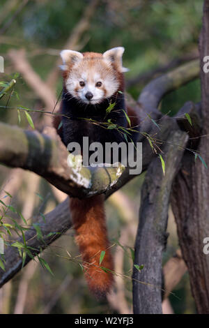 Le panda rouge, captive, février, zoo, Allemagne, (Ailurus fulgens) Banque D'Images