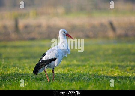 Cigogne blanche, mars, Dingdener Heide, Nordrhein-Westfalen, Allemagne (Ciconia ciconia) Banque D'Images