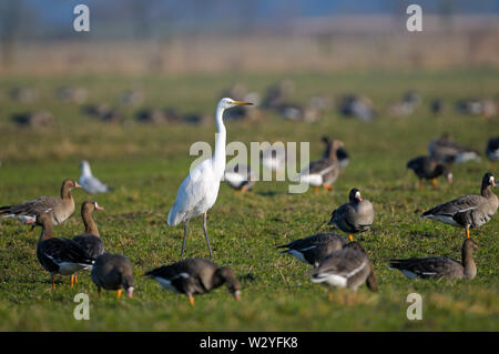 L'Oie naine et grande aigrette, février, Dingdener Heide, Nordrhein-Westfalen, Allemagne (Anser albifrons), (Casmerodius alba) Banque D'Images