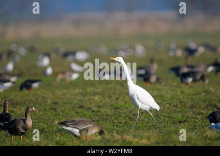 L'Oie naine et grande aigrette, février, Dingdener Heide, Nordrhein-Westfalen, Allemagne (Anser albifrons), (Casmerodius alba) Banque D'Images