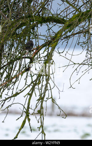 Petit hibou, janvier, Nordrhein-Westfalen, Allemagne (Athene noctua) Banque D'Images