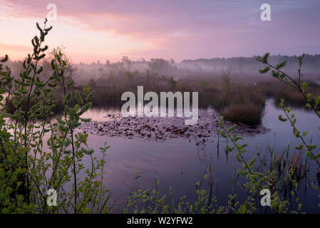 Moor, tôt le matin, peut, Haaksbergerveen, Haaksbergen, Overijssel, Pays-Bas Banque D'Images