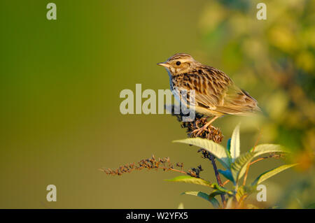 Peut-être, homme, Woodlark, Oberhausen, Ruhr, Nordrhein-Westfalen, Allemagne (Lullula arborea) Banque D'Images