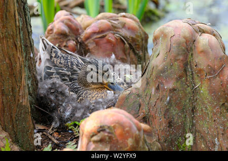 Mallard, femme, nid, Bochum, Rhénanie du Nord-Westphalie, Allemagne, (Anas platyrhynchos) Banque D'Images