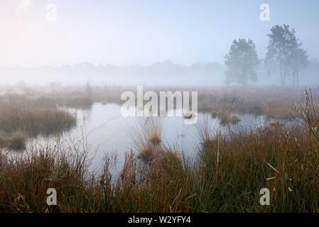 Moor, tôt le matin, d'avril, Haaksbergerveen, Haaksbergen, Overijssel, Pays-Bas Banque D'Images