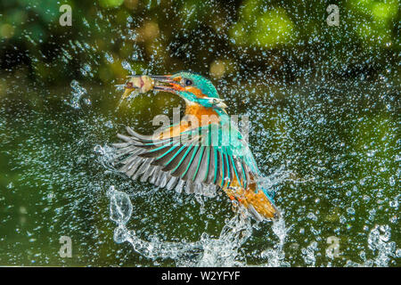 River, Kingfisher Alcedo atthis, Pays-Bas Banque D'Images