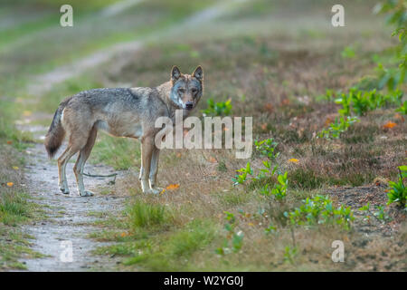 Le loup, Sogel, Emsland, Basse-Saxe, Allemagne, Canis lupus, Sögel Banque D'Images