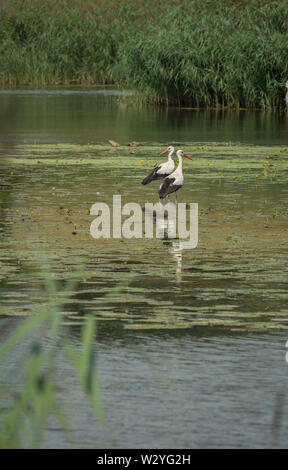 Cigogne blanche, rivière woernitz, central-Franconie, région de Hesselberg, Bavière, Allemagne, (Ciconia ciconia), Wörnitz Banque D'Images