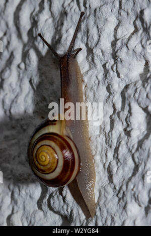 White-lipped escargot, escargot, bagués le jardin (Cepaea hortensis) Banque D'Images