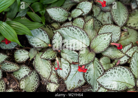 Close-up of fresh feuilles multicolores d'Episcia cupreata Acajou . Hanst ou flammes pourpre poussent dans un jardin tropical Banque D'Images