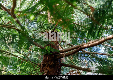 Araucaria heterophylla, il est parfois appelé le pin, l'étoile, le pin de Norfolk ou arbre triangulaire l'arbre de Noël vivant. Pin Araucaria pour i Banque D'Images