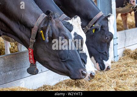 Harrogate. United Kingdom. 11 juillet 2019. Les vaches laitières au Great Yorkshire Show. Bouleau/SIP Elli Crédit photo agency/Alamy live news. Banque D'Images
