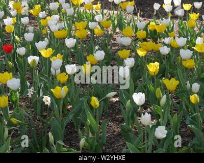 Patch de tulipes jaune et blanc, avec une seule tulipe rouge mélangé dans Banque D'Images