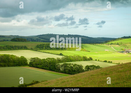 Après-midi de printemps dans le parc national des South Downs, West Sussex. Banque D'Images