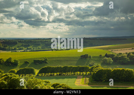 Après-midi d'été sur les South Downs dans le West Sussex. Banque D'Images