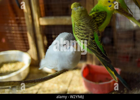 Gros plan oiseaux mignons Shot Banque D'Images