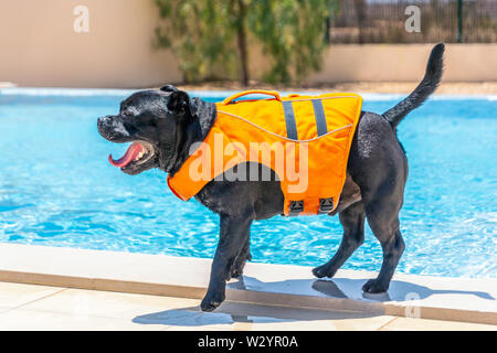 Happy smiling Staffordshire Bull Terrier chien jouant en toute sécurité par le côté d'une piscine extérieure. Il porte un gilet orange avec légère m Banque D'Images