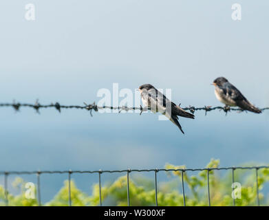 Avaler immatures (Hirundo rustica) en attente d'un repas à partir de c'est parents. Kington Herefordshire UK. 2019 Banque D'Images