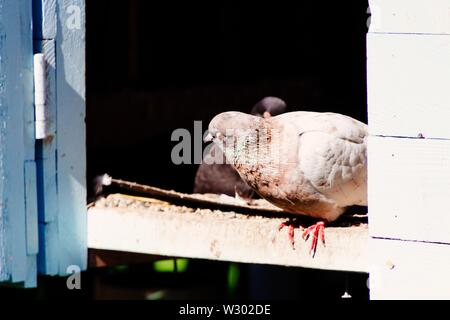 Gros plan d'un pigeon dans un nid à l'obscurité arrière-plan sur une surface en bois Banque D'Images