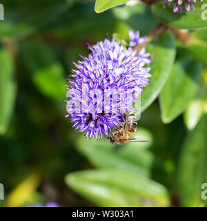 Une abeille la collecte du pollen d'une fleur bleu de Hebe Bowles's variété dans un jardin en Alsager Cheshire England Royaume-Uni UK Banque D'Images