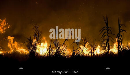 Feu de nuit dans la canne de fourrés, Calabre, Italie Banque D'Images