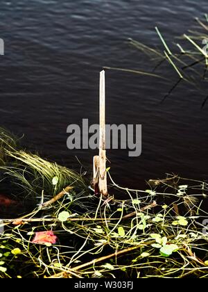 Gulf Shores, AL USA - 05/08/2019 - Stick & mauvaises herbes dans un étang Banque D'Images