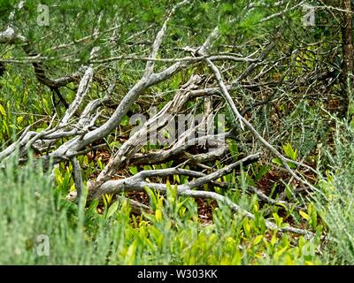 Gulf Shores, AL USA - 05/08/2019 - des branches d'arbre dans Swamp Banque D'Images