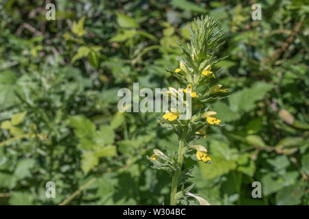 Fleurs jaune de jaune / Parentucellia viscosa Bartsia poussant dans un sol humide (juin, Cornwall). Parfois, les espèces envahissantes, la texture collante. Banque D'Images