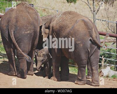 Un bébé éléphant de pics de sur entre deux éléphants adultes Banque D'Images