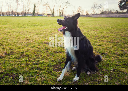 Smart border colley chien assis à l'extérieur sur l'herbe verte dans le parc d'attente attentive à la commande de son maître. Écouter son propriétaire animal obéissant ins Banque D'Images