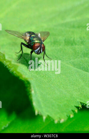 Greenbottle fly (Lucilia caesar) Kent, UK Banque D'Images