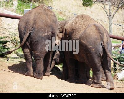 La tête d'un bébé éléphant de pics de sur entre deux éléphants adultes Banque D'Images